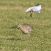 Eurasian Curlew